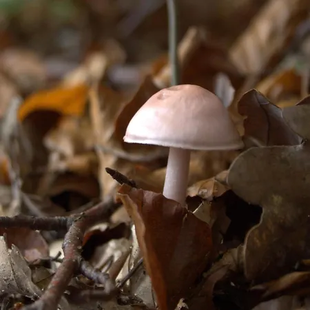 Family Bouillon And Semois River Appartement *